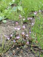 Image of Chaenorhinum origanifolium (L.) Fourr.