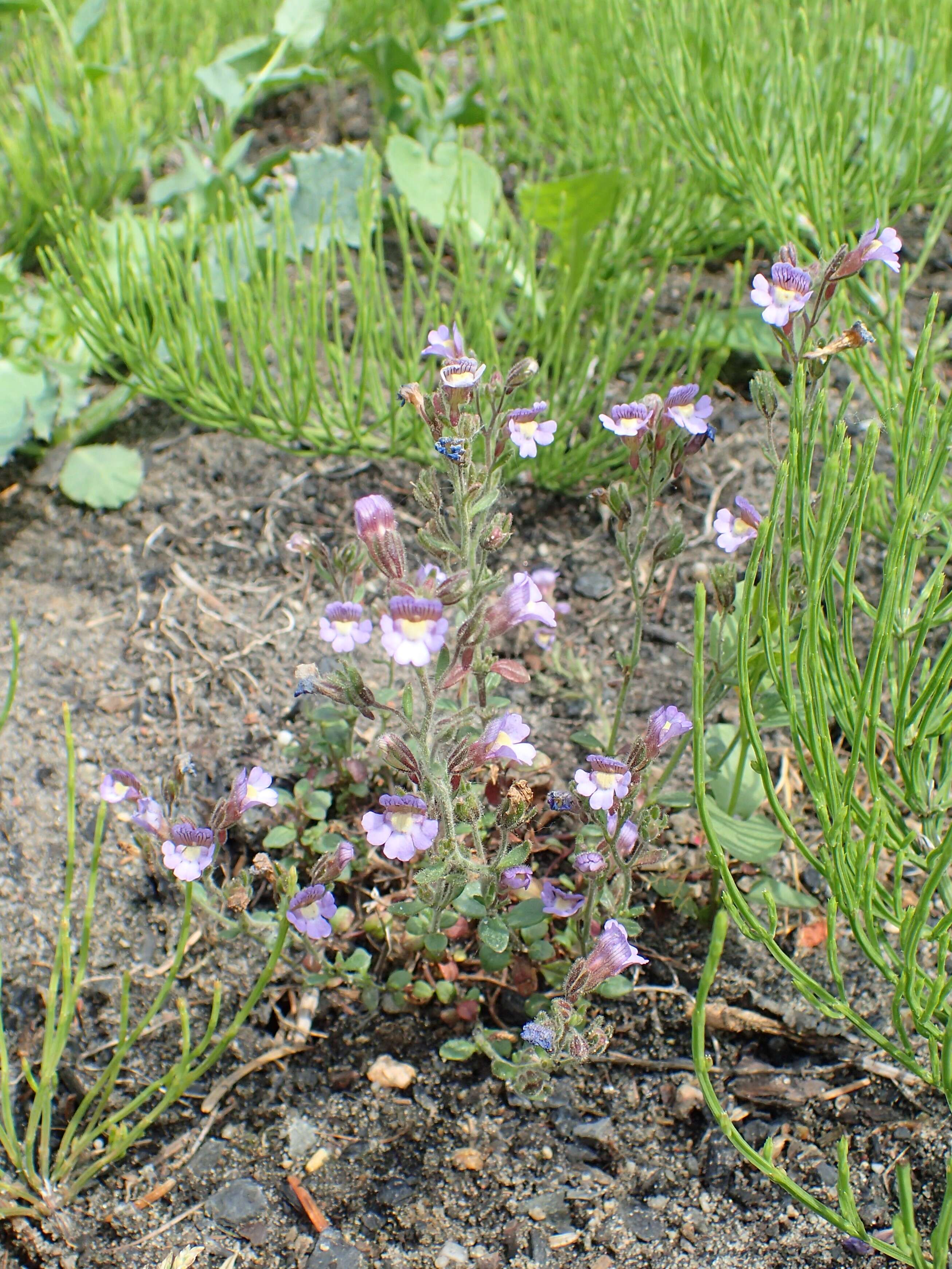 Image of Chaenorhinum origanifolium (L.) Fourr.