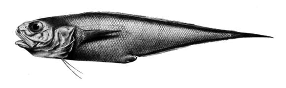 Image of Diplacanthopoma