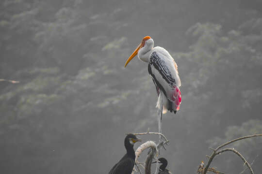 Image of Painted Stork