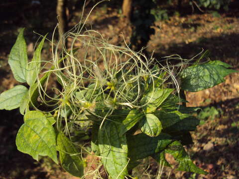 Image of Clematis javana DC.