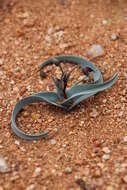 Image of Bird's tongue