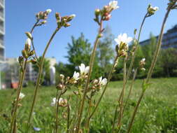 Image of Meadow Saxifrage