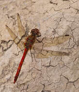 Image of Common Darter