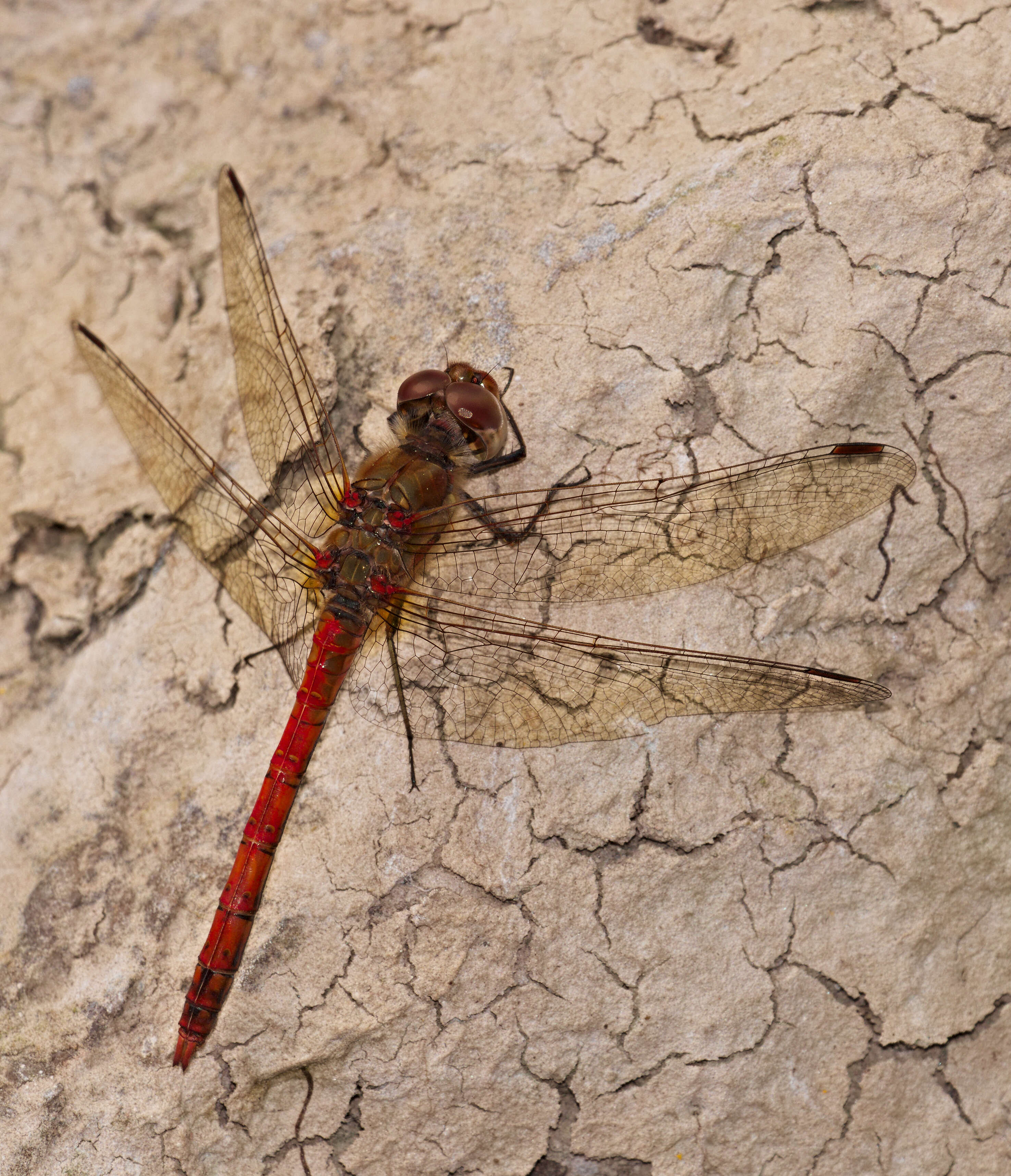 Image of Common Darter