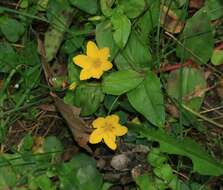 Image of Lysimachia nemorum L.