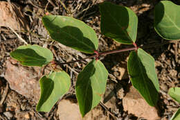 Image of flytrap dogbane