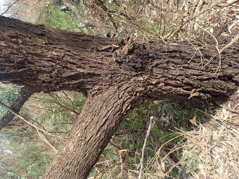 صورة Eucalyptus cornuta Labill.