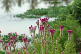 Imagem de Celosia argentea L.