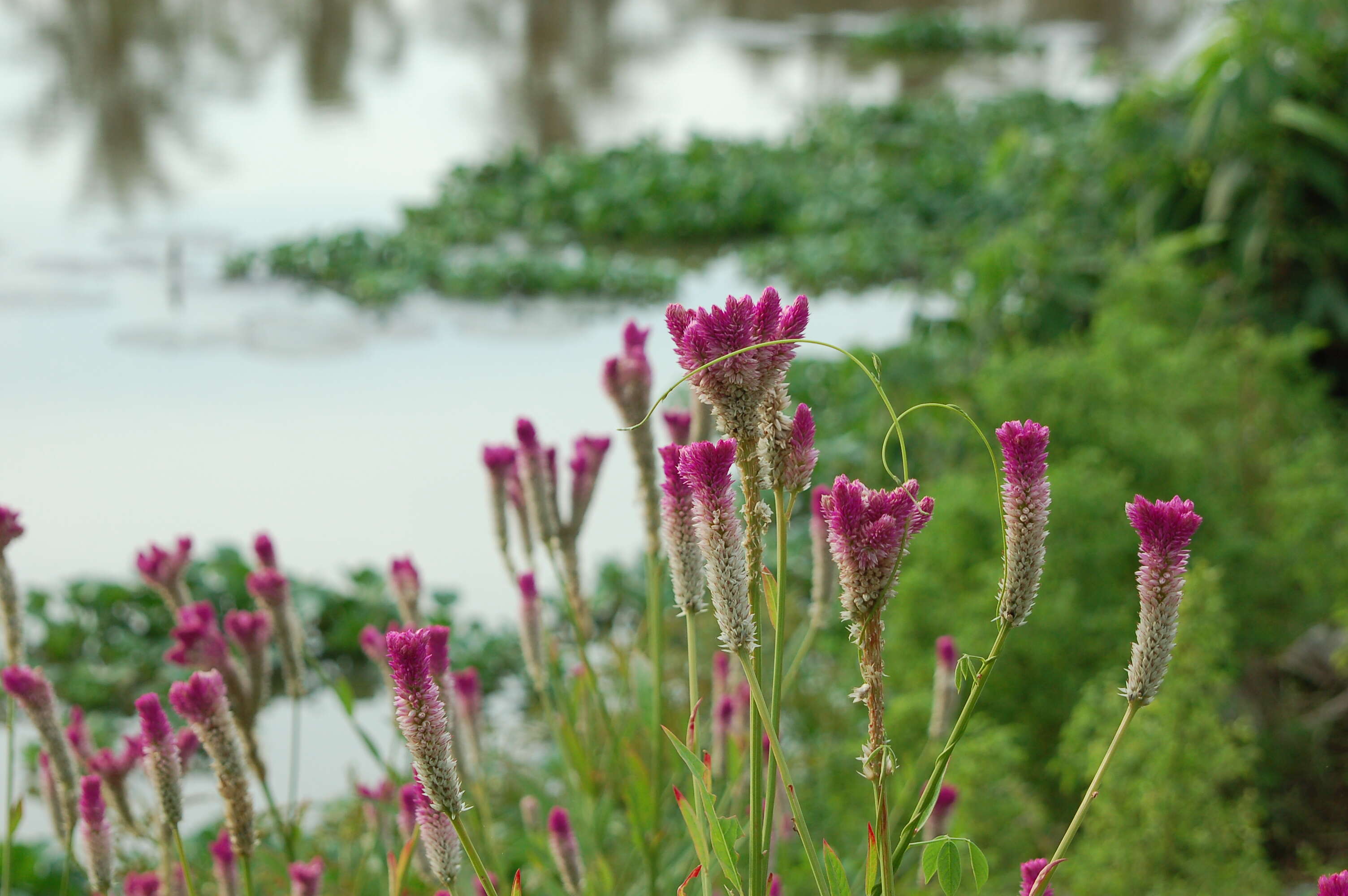 Imagem de Celosia argentea L.