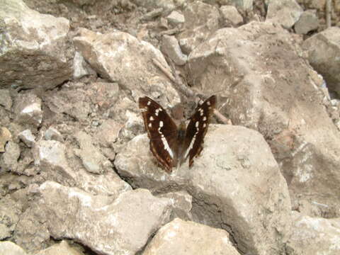 Imagem de Apatura iris Linnaeus 1758