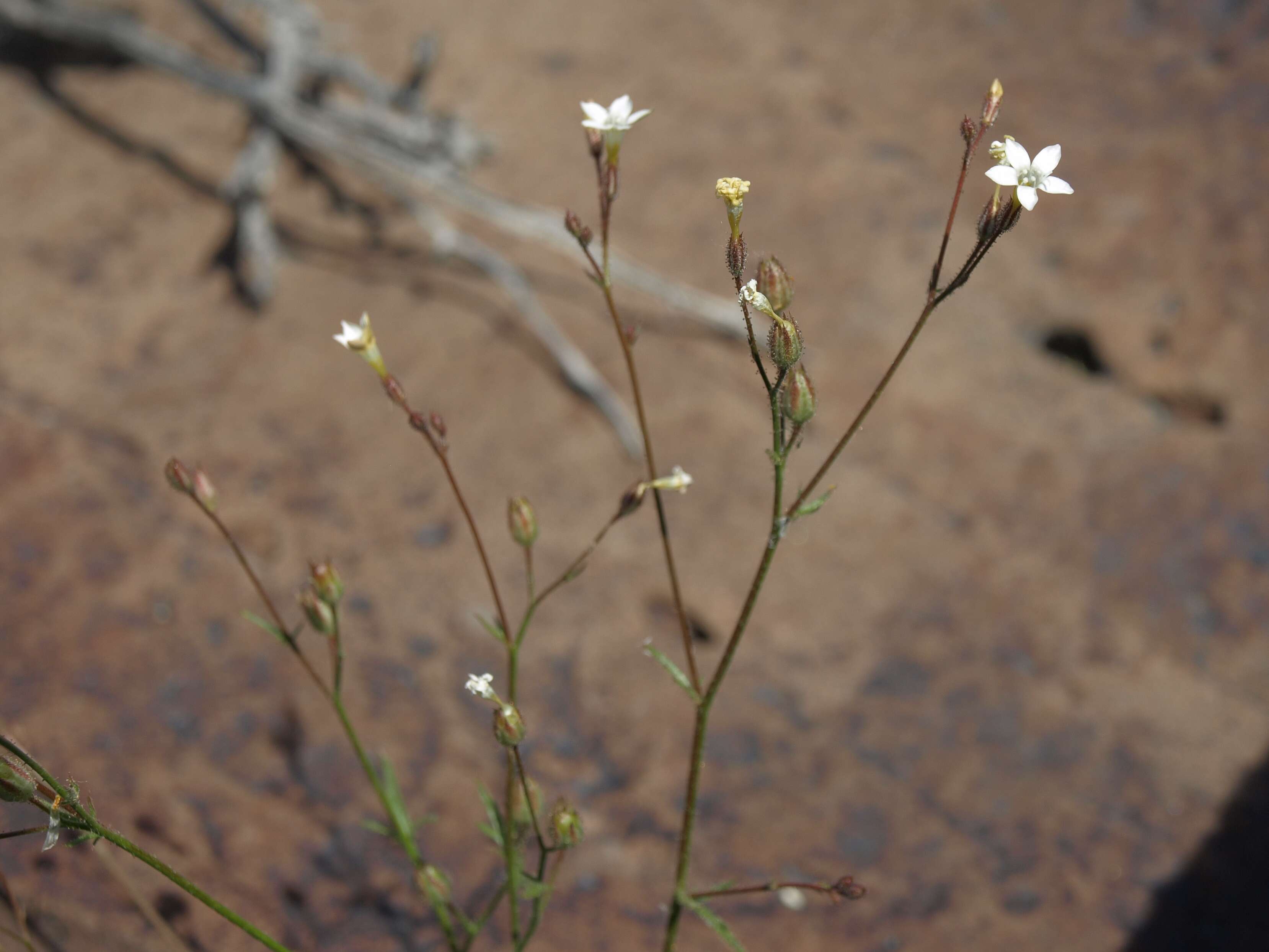 Image of star gilia