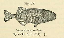 Image de Pollimyrus castelnaui (Boulenger 1911)