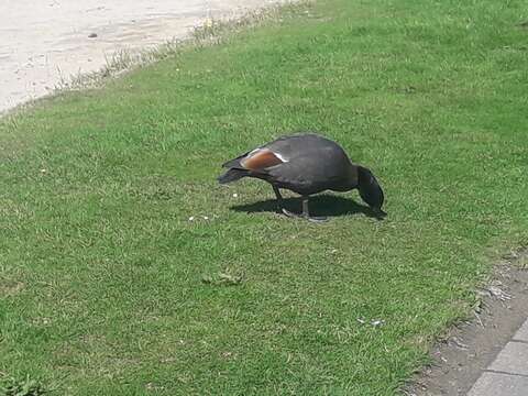 Image of Paradise Shelduck