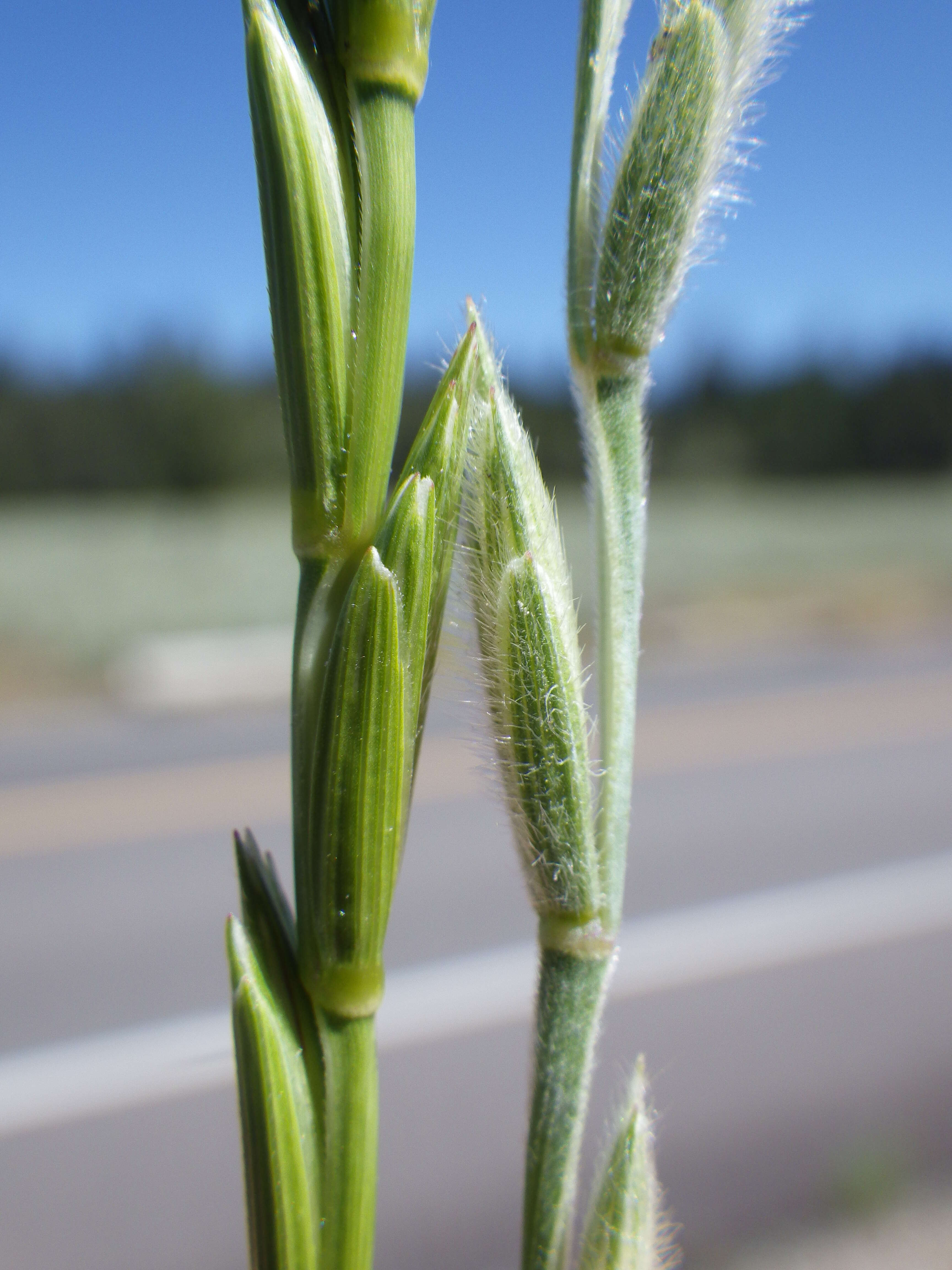 Image of intermediate wheatgrass