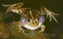 Image of Levant Green Frog