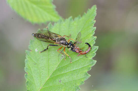 Image of Dioctria rufipes (Scopoli 1763)