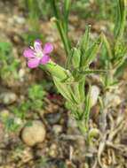 Image de Silene conoidea L.