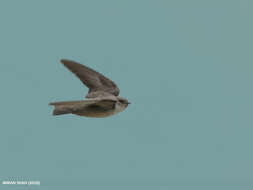 Image of Eurasian Crag Martin