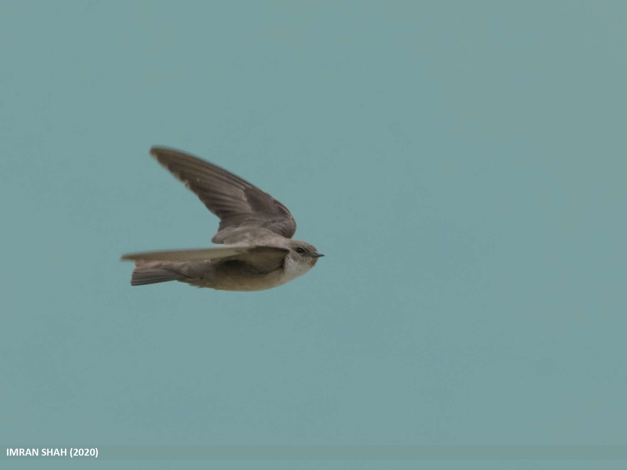 Image of Eurasian Crag Martin