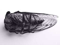 Image of Cicada