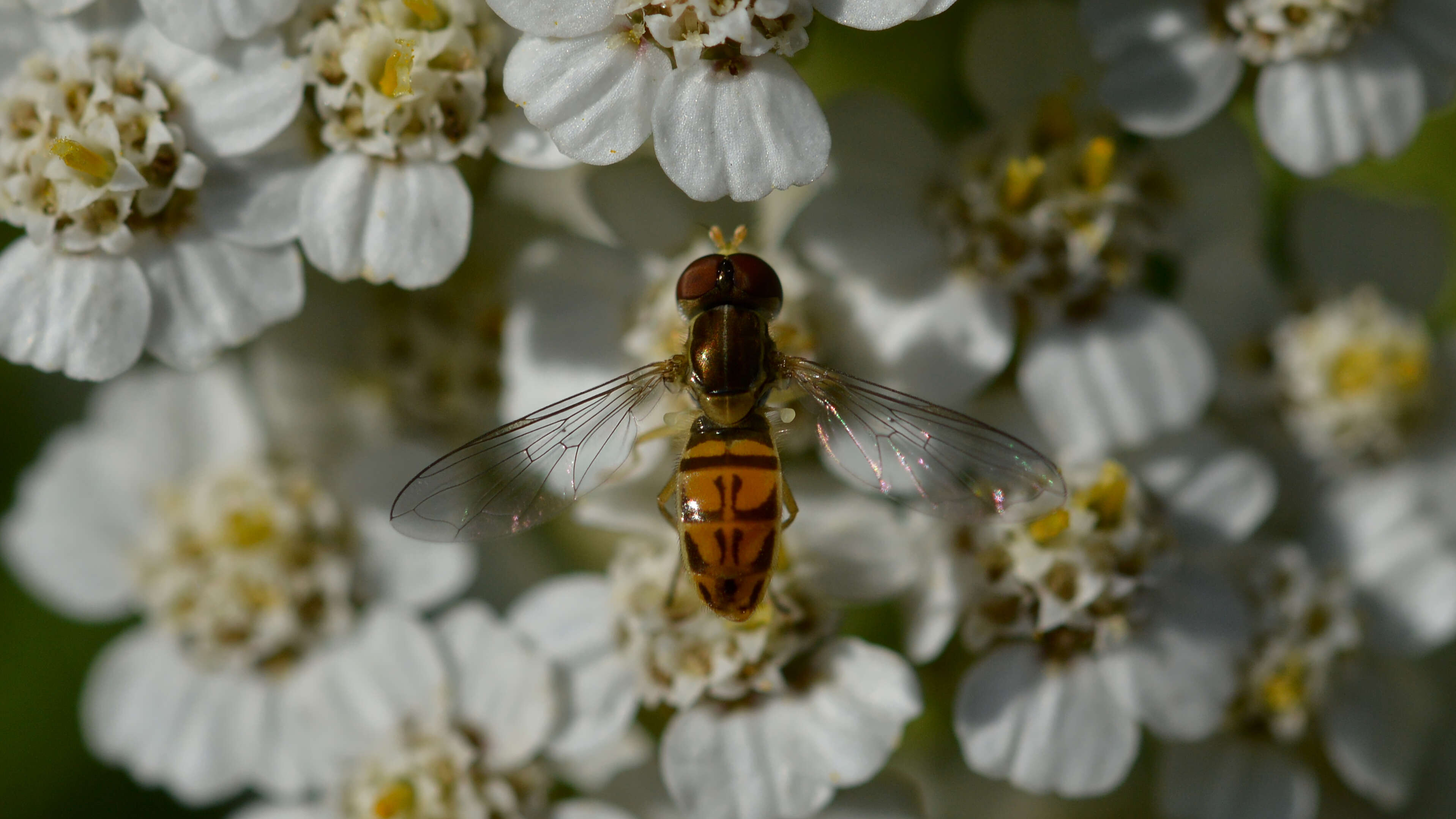 Image of Syrphid fly