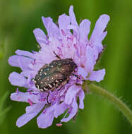 Image of Oxythyrea funesta (Poda 1761)