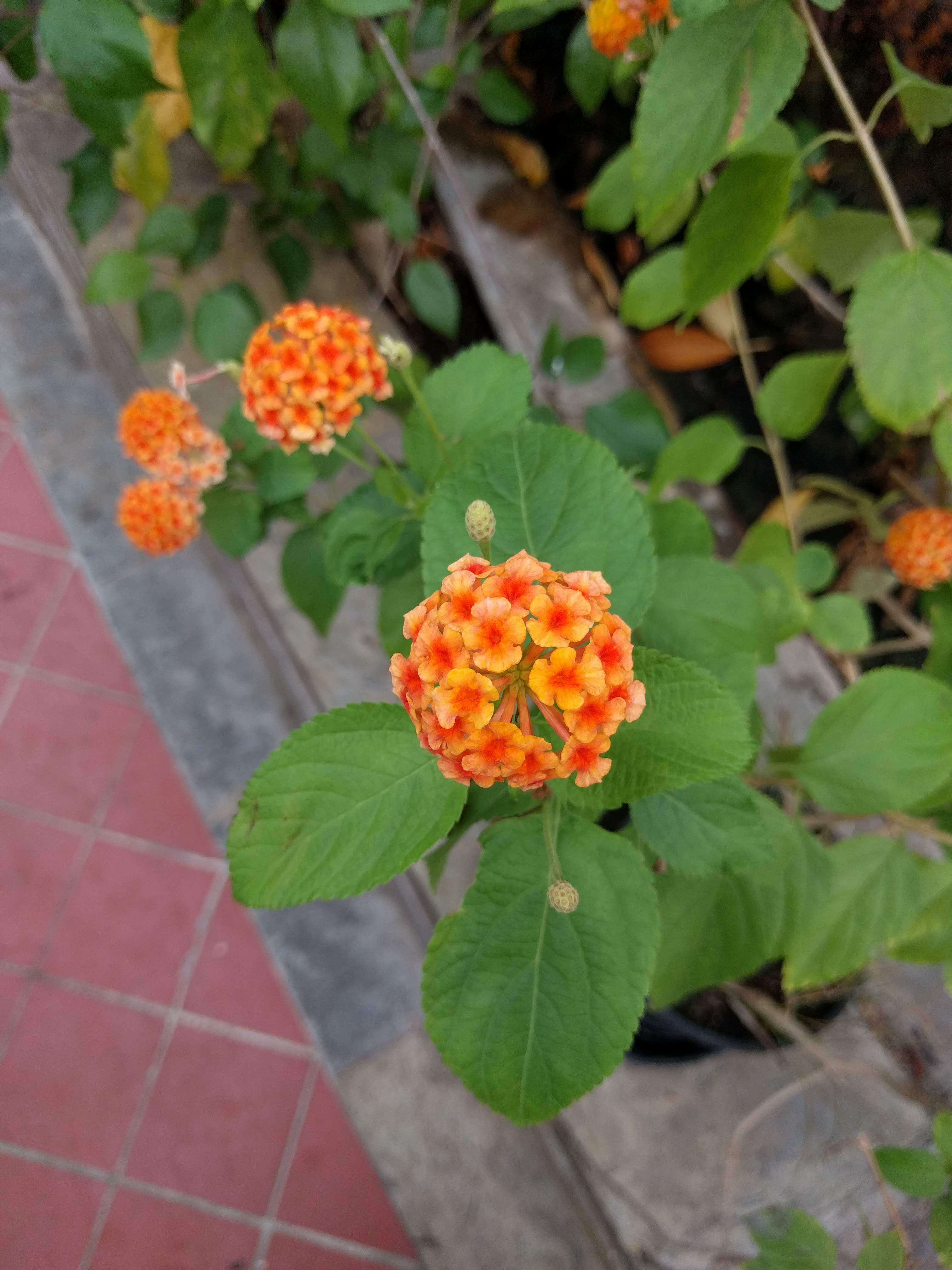 Image of lantana