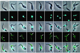 Imagem de Trypanosoma subgen. Nannomonas