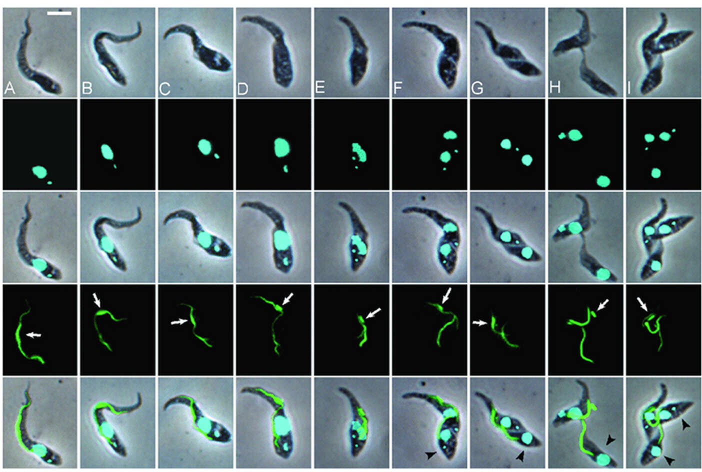 Imagem de Trypanosoma subgen. Nannomonas