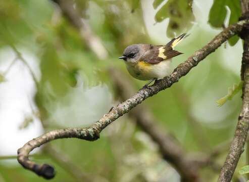 Image of American Redstart