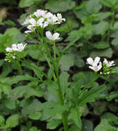 Image of Large Bittercress