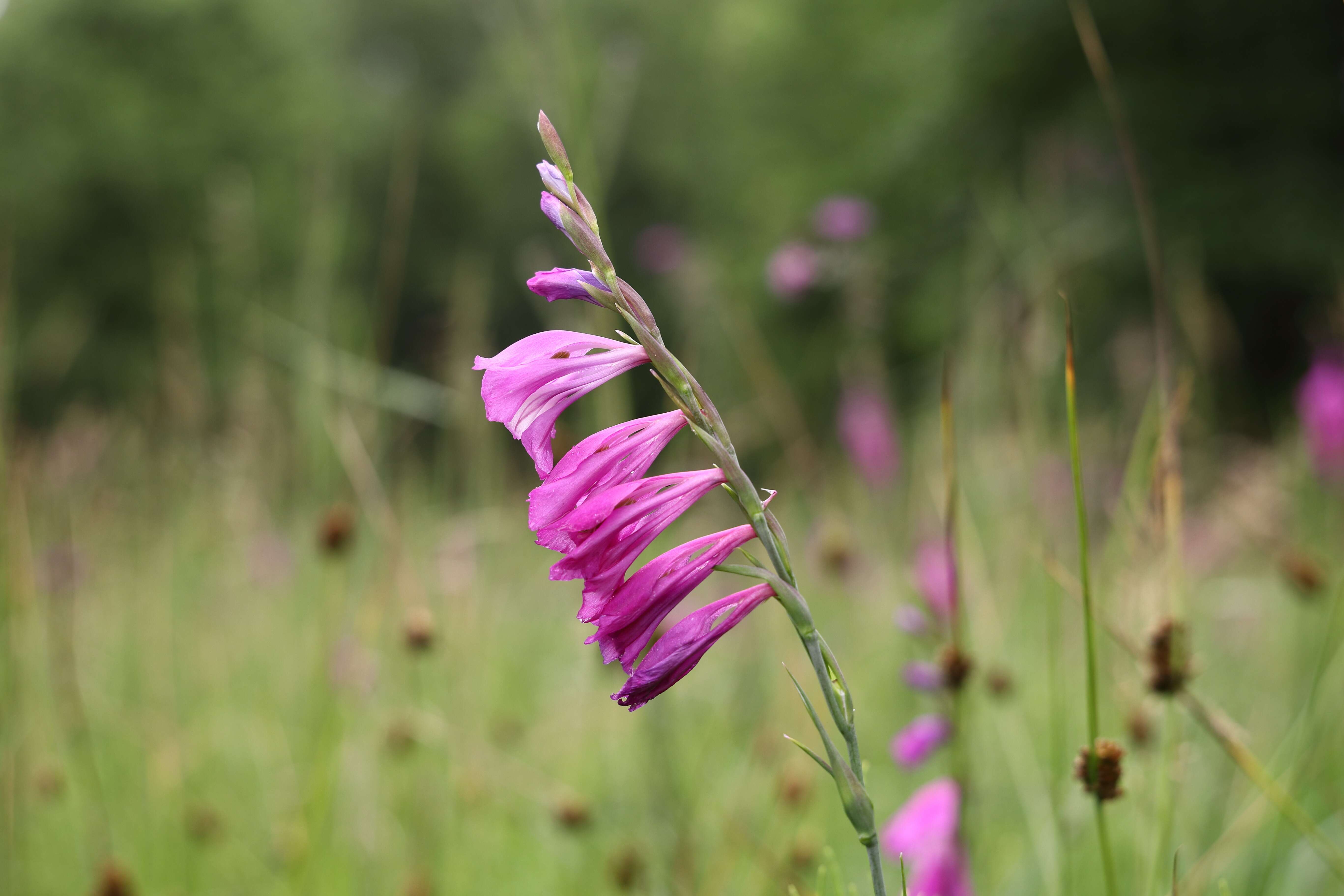 Image of Turkish Marsh Gladiolus