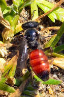 Image of Sphecodes Latreille 1804