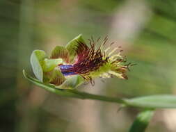 Imagem de Calochilus campestris R. Br.