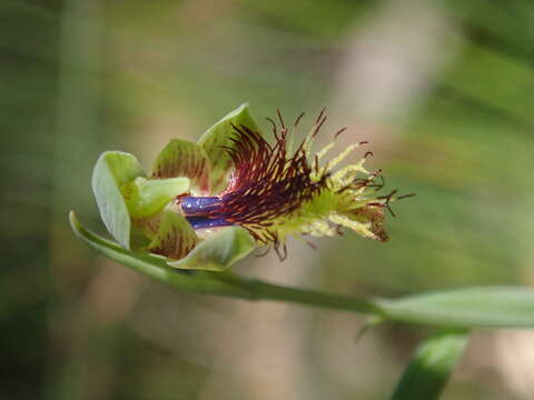 Imagem de Calochilus campestris R. Br.