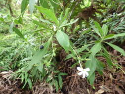 Imagem de Scaevola chamissoniana Gaud.