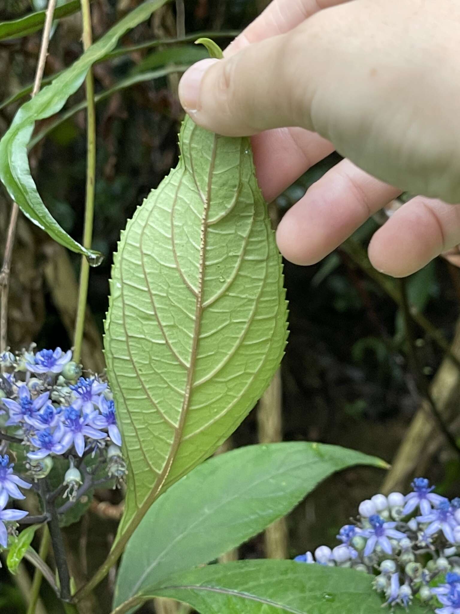 Image of Hydrangea febrifuga (Lour.) Y. De Smet & Granados