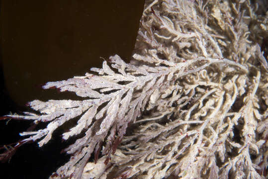 Image of Hairy bryozoan