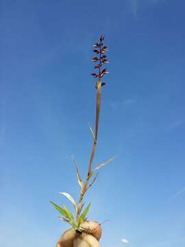 Image of stalked bur grass