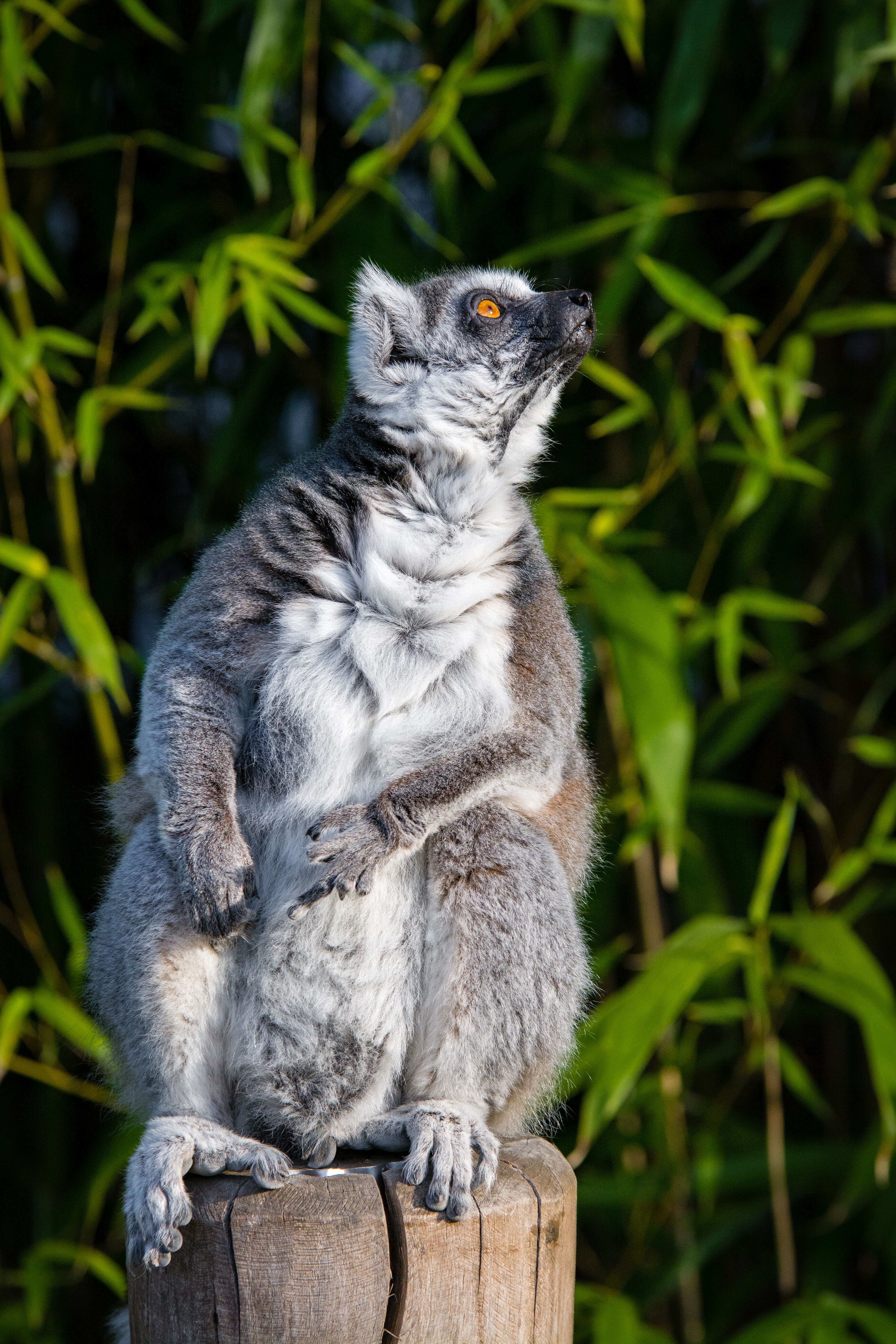 Image of Lemur Linnaeus 1758