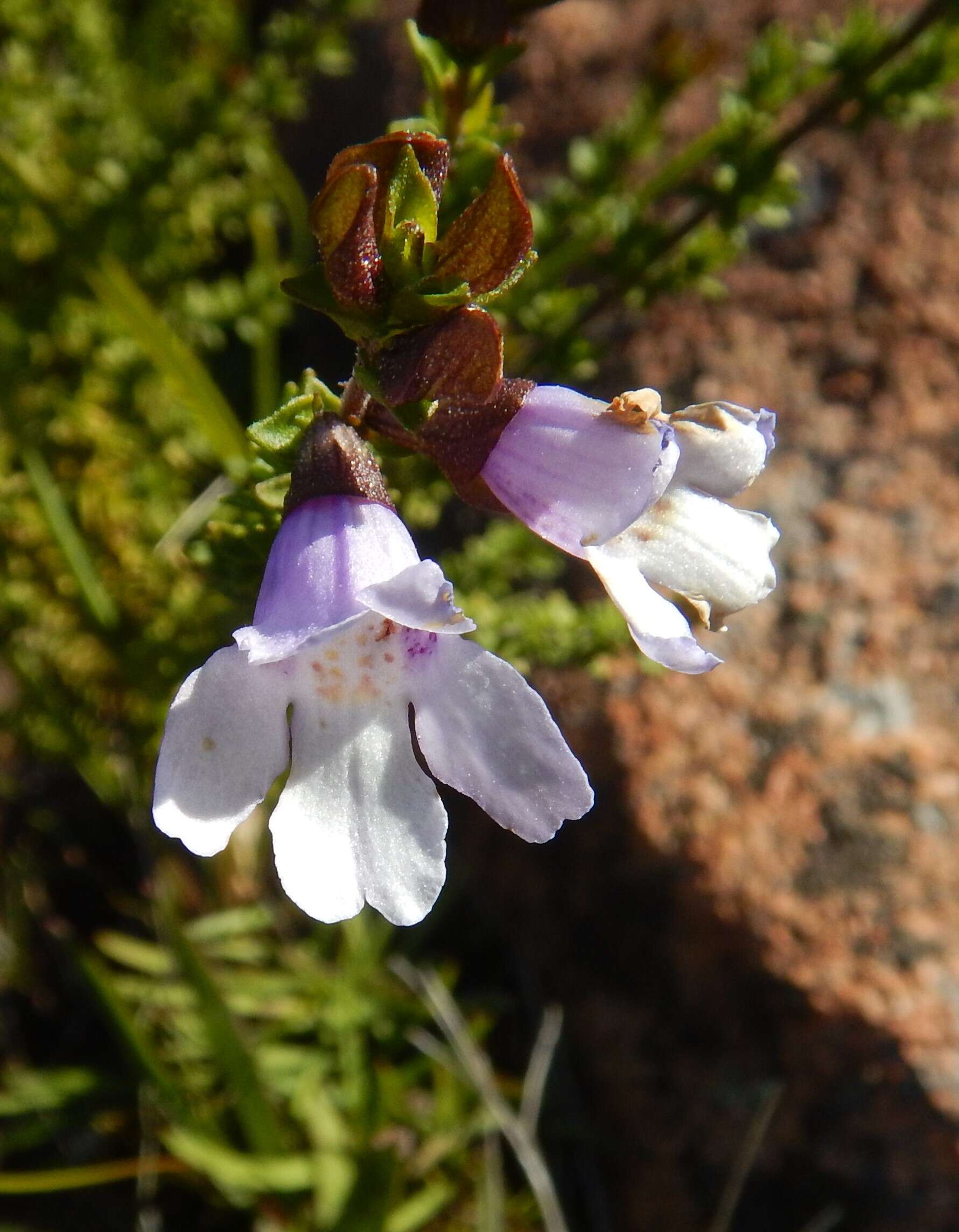 Image of Monarto Mint-bush