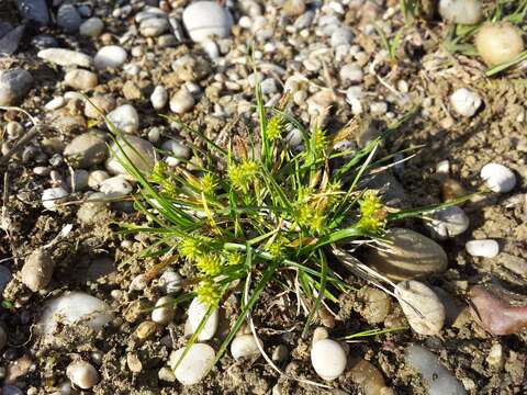 Image of Carex viridula