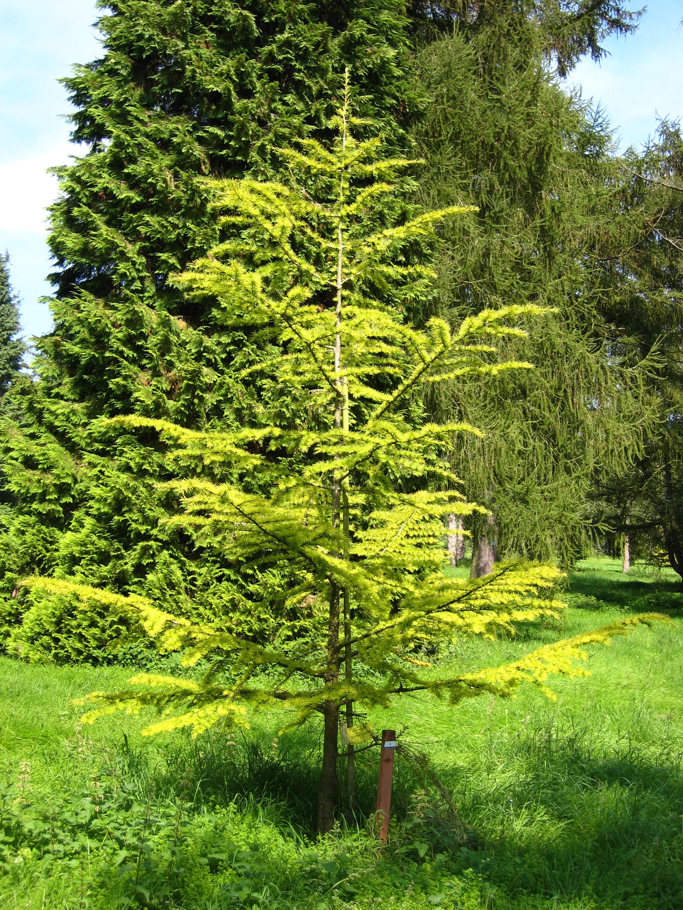 Image of golden larch