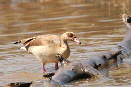 Image of Egyptian Goose