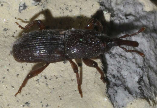 Image of Wheat weevil