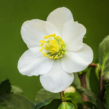 Image of black hellebore