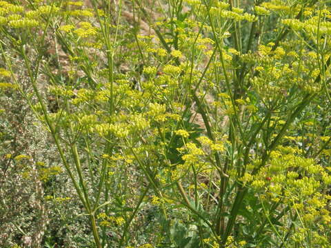 Image of wild parsnip