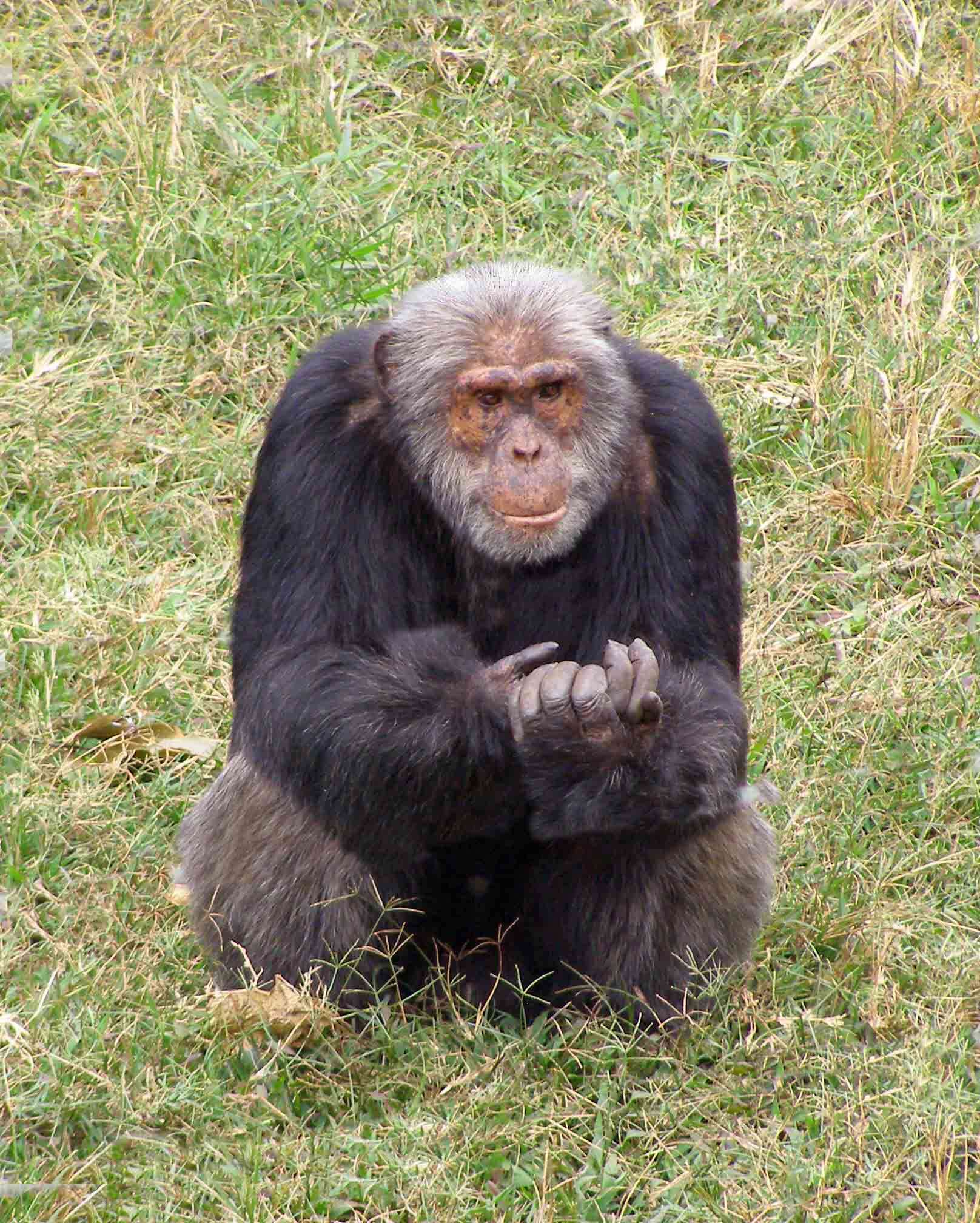 Image of chimpanzee