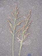 Image of Johnson grass